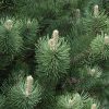 Oregon Green Austrian Pine #5 - Image 2